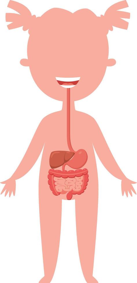 Educational illustration of a smiling girl showing digestive system and internal organs, suitable for health, medical and educational publications vector
