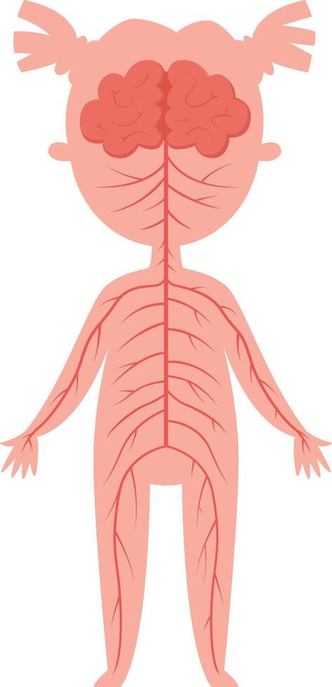 Simplified illustration depicting the nervous system connecting the brain to the rest of the body in a female child, serving as educational material for biology lessons and understanding anatomy vector