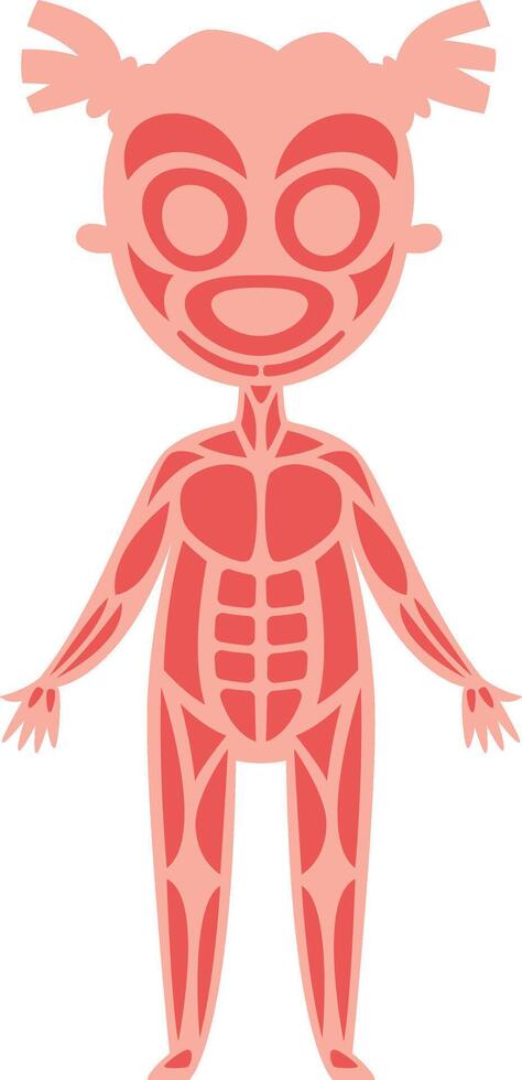 Simple and cute cartoon style illustration representing muscular system of a girl, useful for children's education or medical publications explaining human anatomy vector