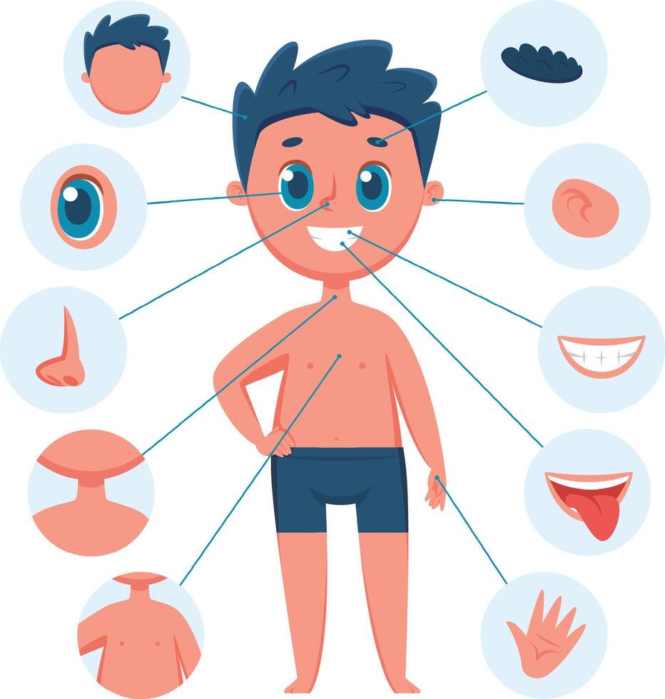Educational anatomy infographic showing a smiling boy with lines pointing to different body parts, including hair, eye, ear, nose, neck, chest, belly, mouth, teeth, tongue and hand vector