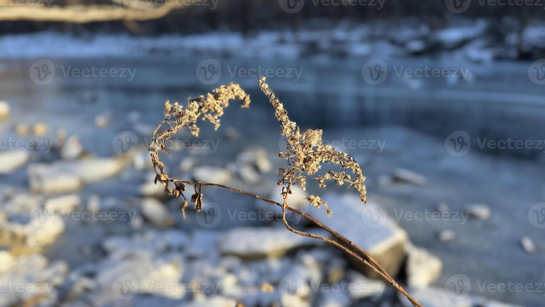 Winter river and plants. The ground is covered with snow. Sunny photo