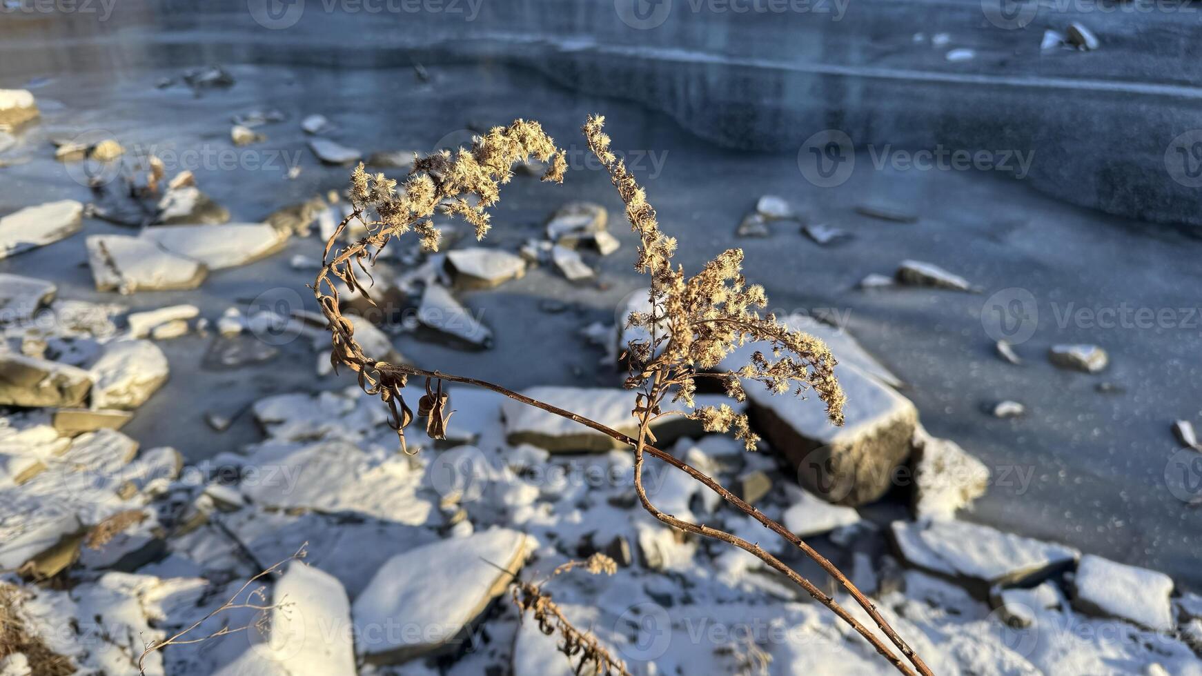 Winter river and plants. The ground is covered with snow. Sunny winter day. Frozen river photo