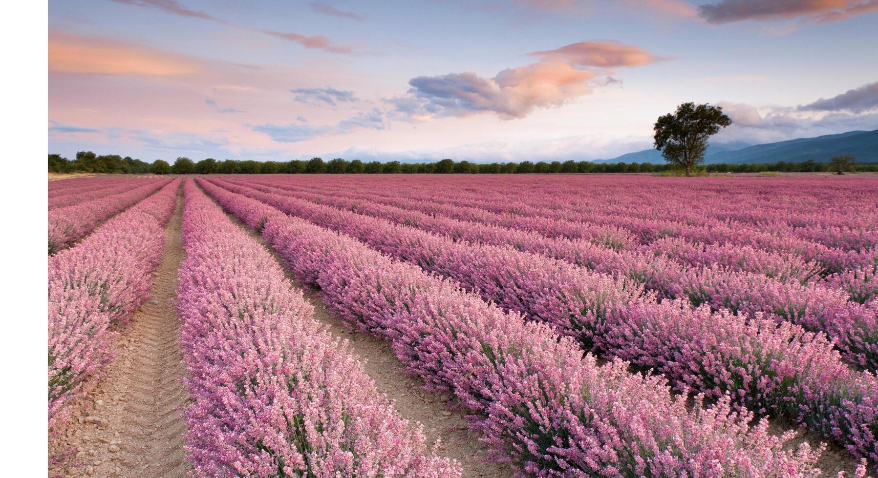 Lavender field at sunset photo