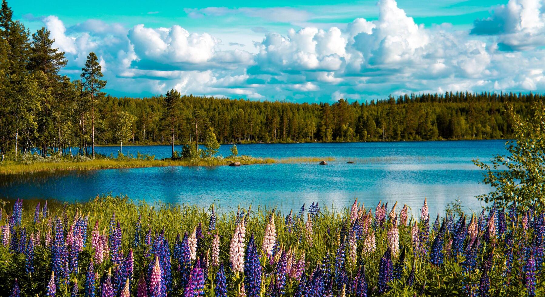 A lake surrounded by trees and flowers photo