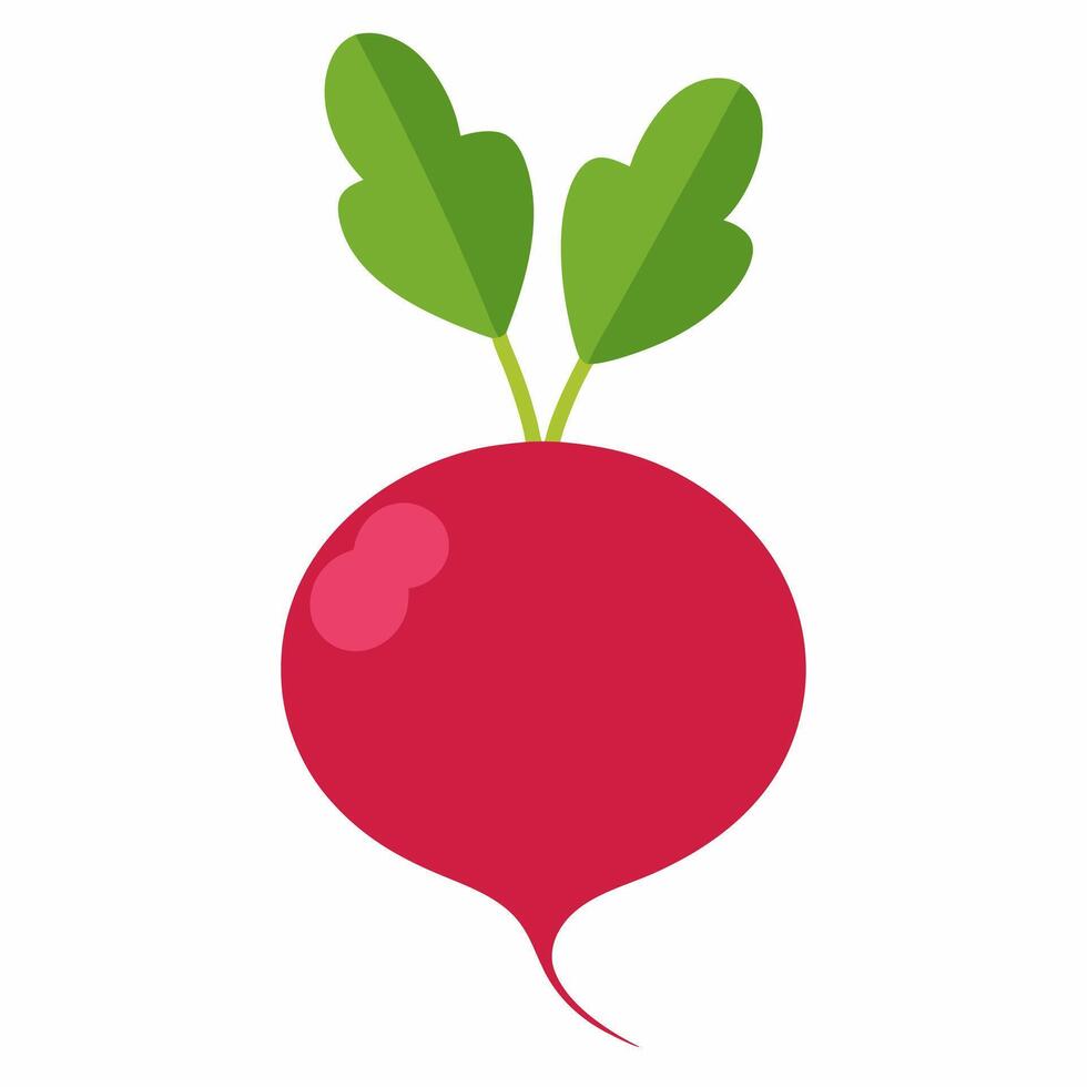 A detailed radish illustration showcasing its growth and freshness. vector
