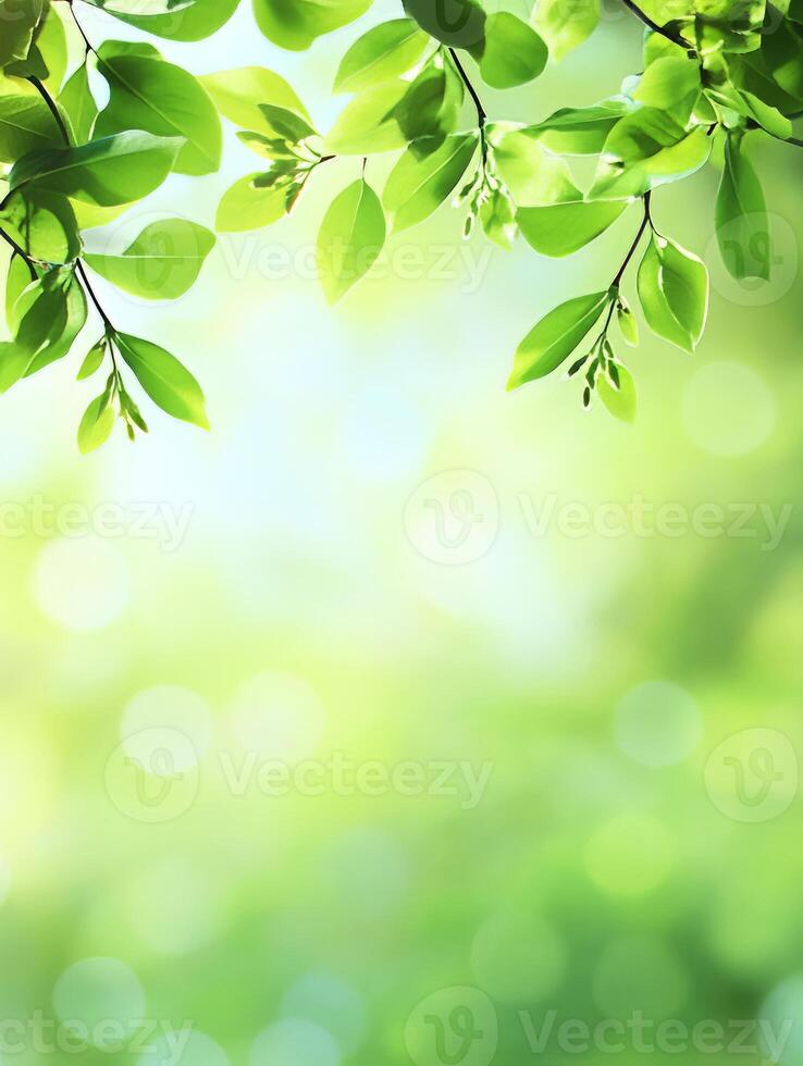 Sunlight shining through green leaves photo