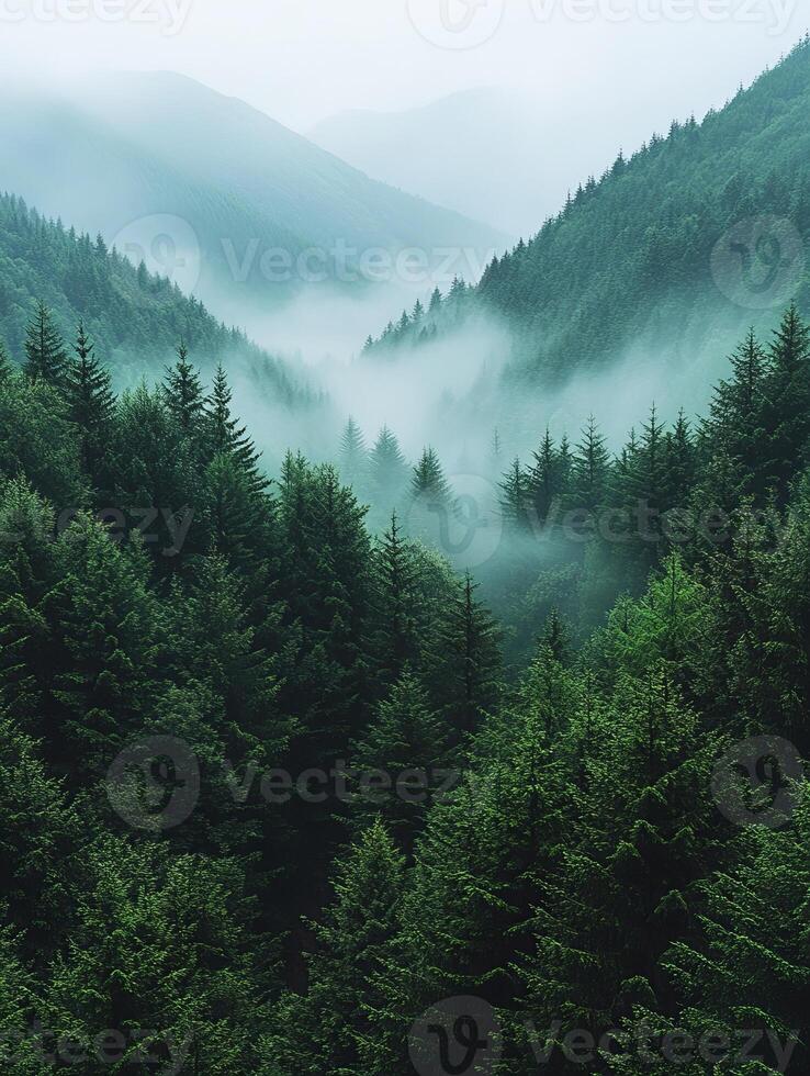 Misty forest landscape photo