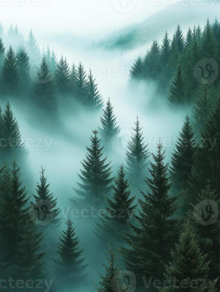 Misty forest landscape with fog photo