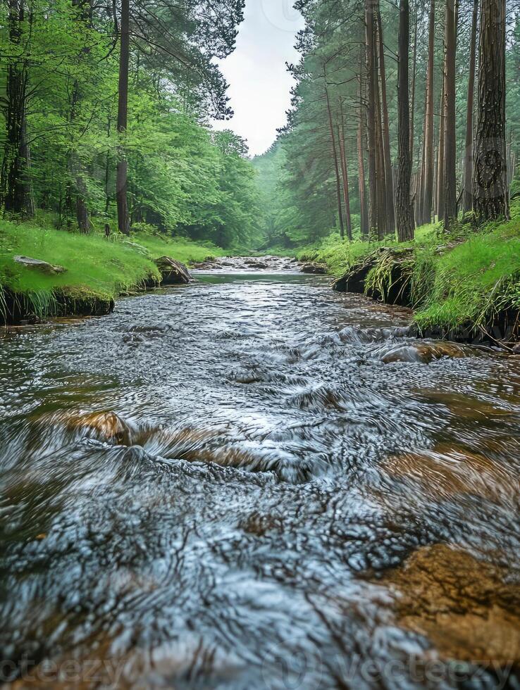 Forest River flowing through colorful autumn forest landscape photo