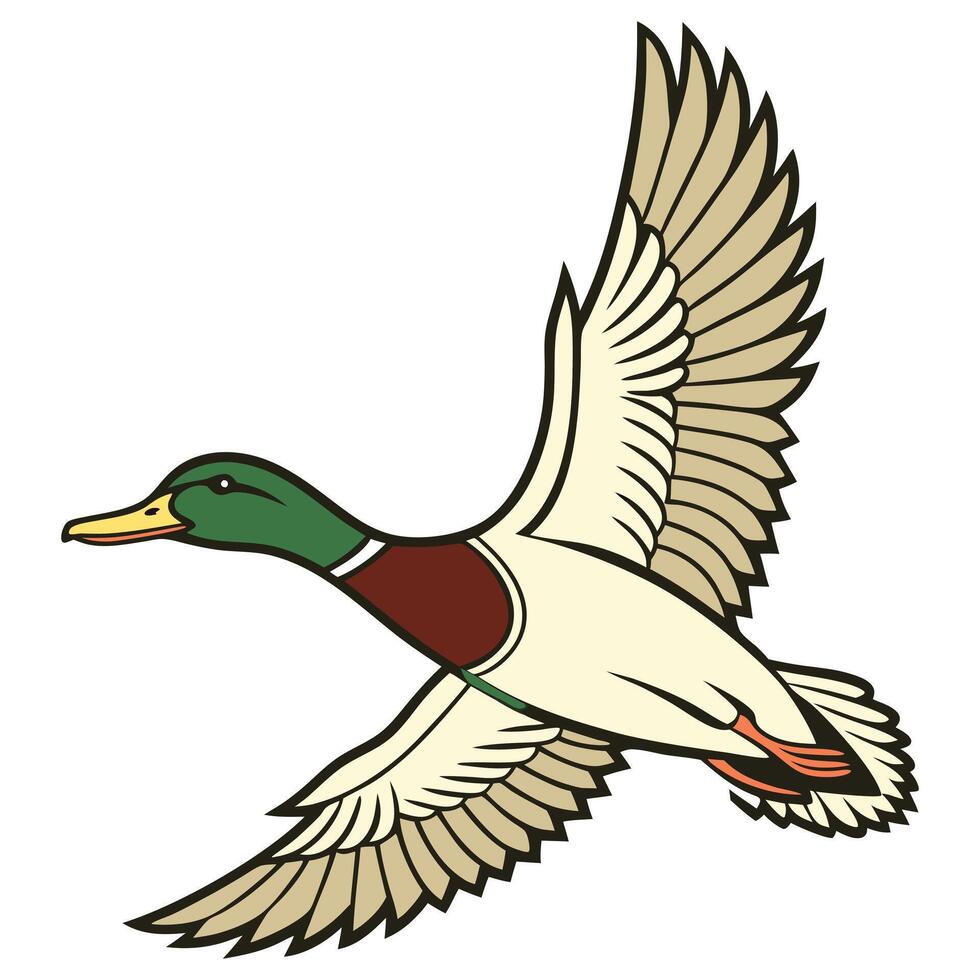 Flying mallard duck illustration on white background vector