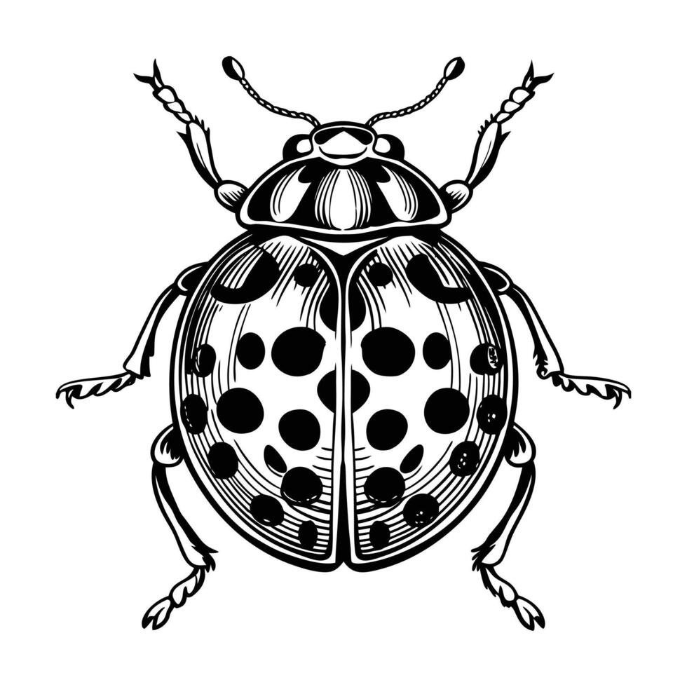 Drawing of a Ladybug isolated Background vector
