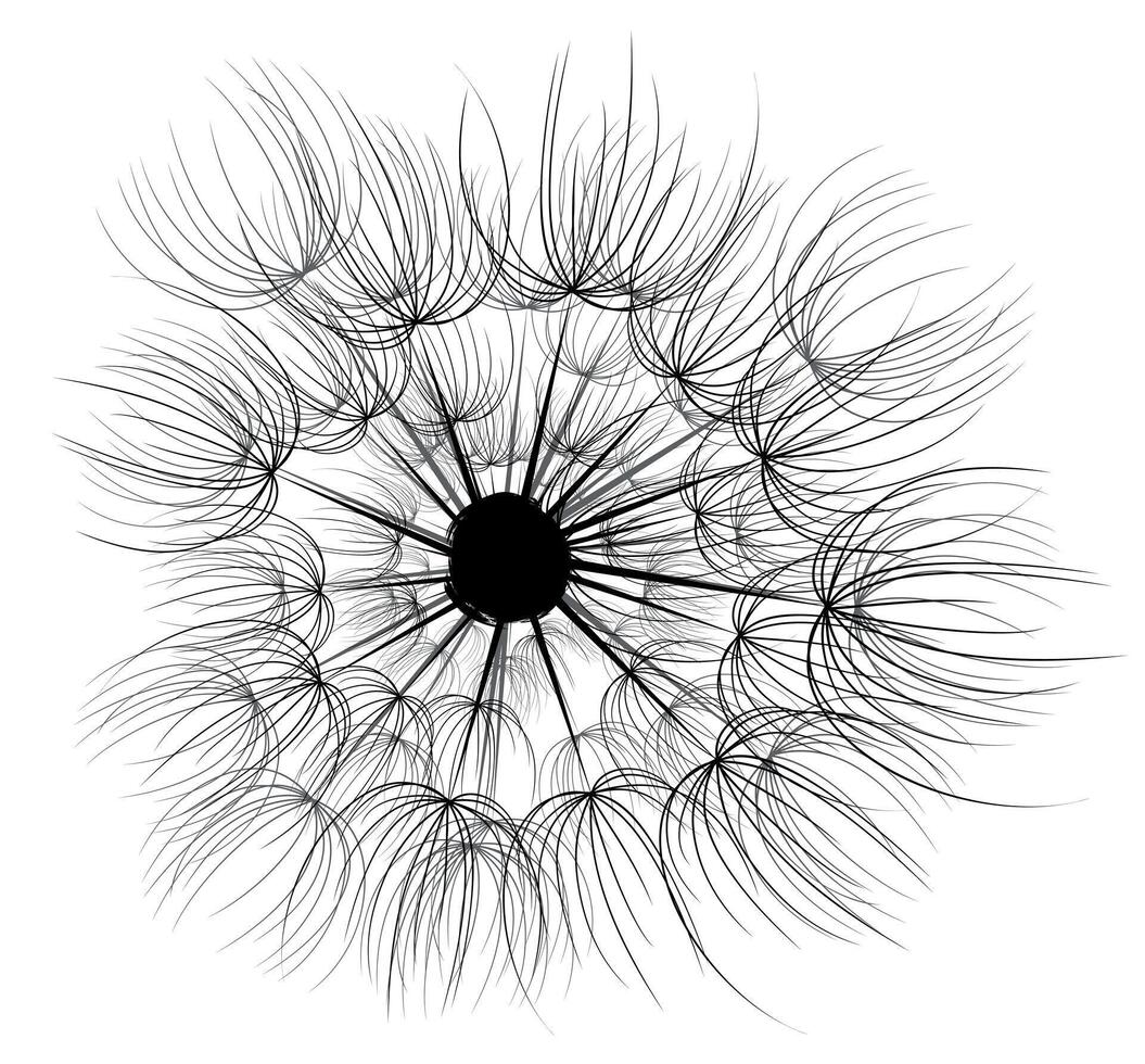 A flower of a field dandelion. vector