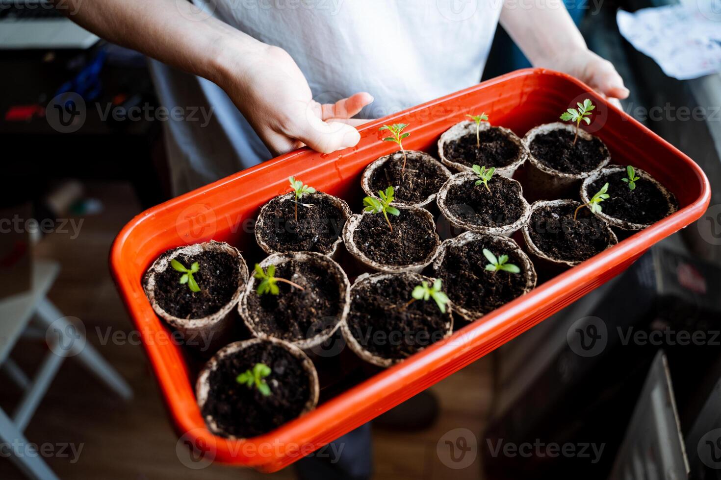 Hands Holding Seedlings in Red Tray Indoors, Closeup View of Plant Germination Process photo