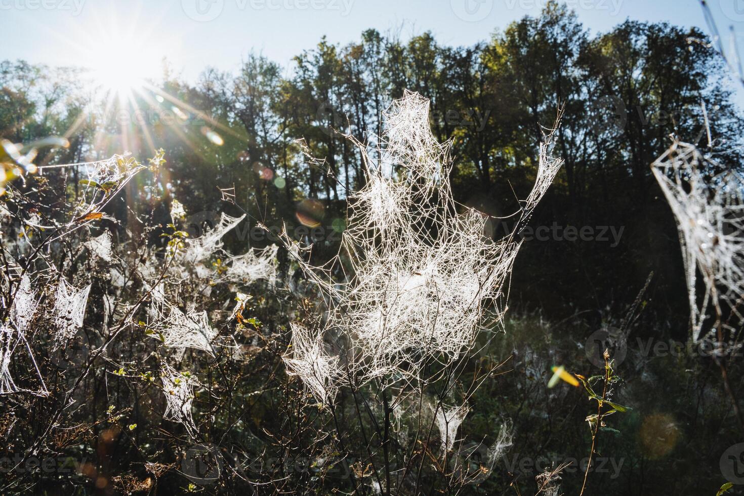 Glistening spiderwebs shimmering in the sunlight create a captivating and breathtaking scene that epitomizes the beauty of autumn photo