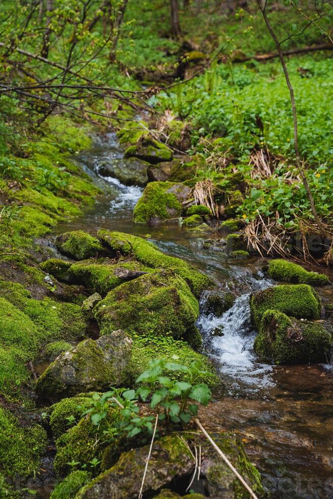 Water flows through a forest with mosscovered rocks and lush vegetation photo