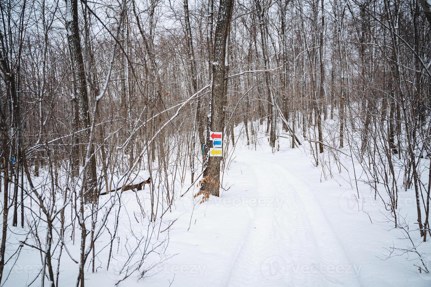 Experience an enchanting winter trail featuring navigational signage that guides you through a pristine, snowcovered forest with stunning landscapes and untouched wilderness photo