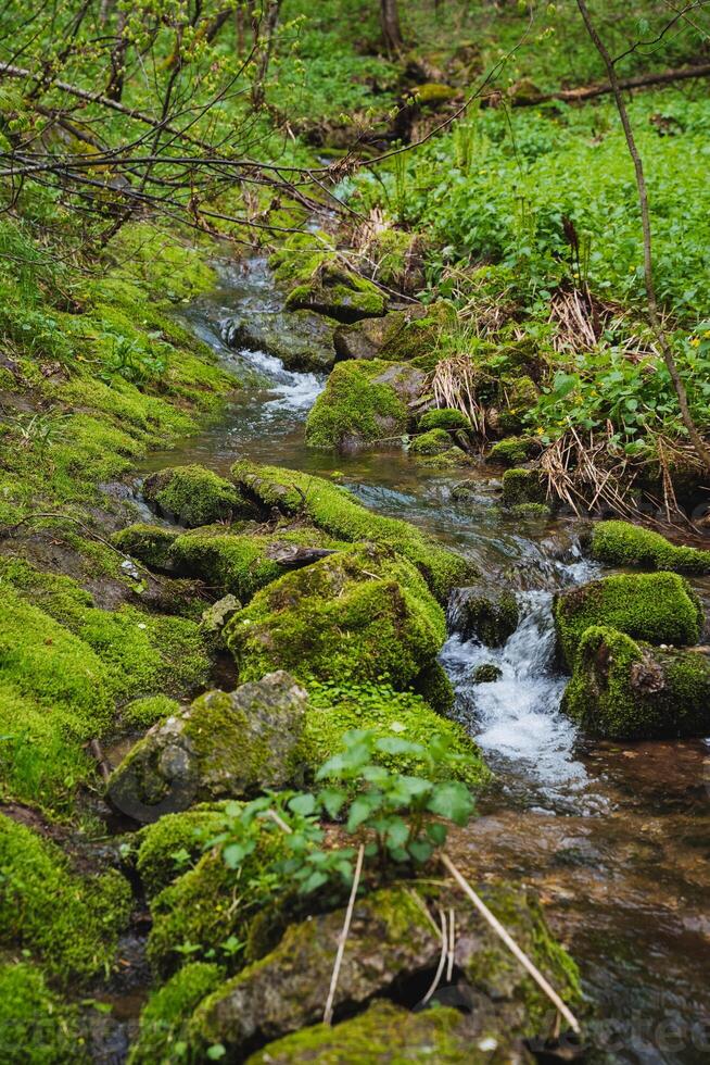 A watercourse flowing through a lush forest with mosscovered rocks photo
