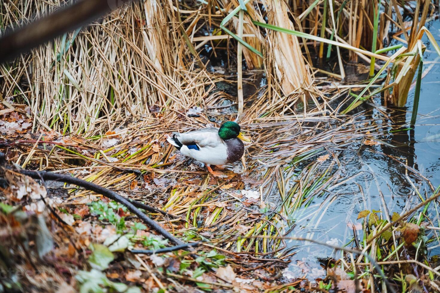 Nestled on the serene shore of a tranquil lake, a beautiful mallard duck enjoys a peaceful rest surrounded by lush green grass, scattered twigs, and the gentle sounds of nature all around photo