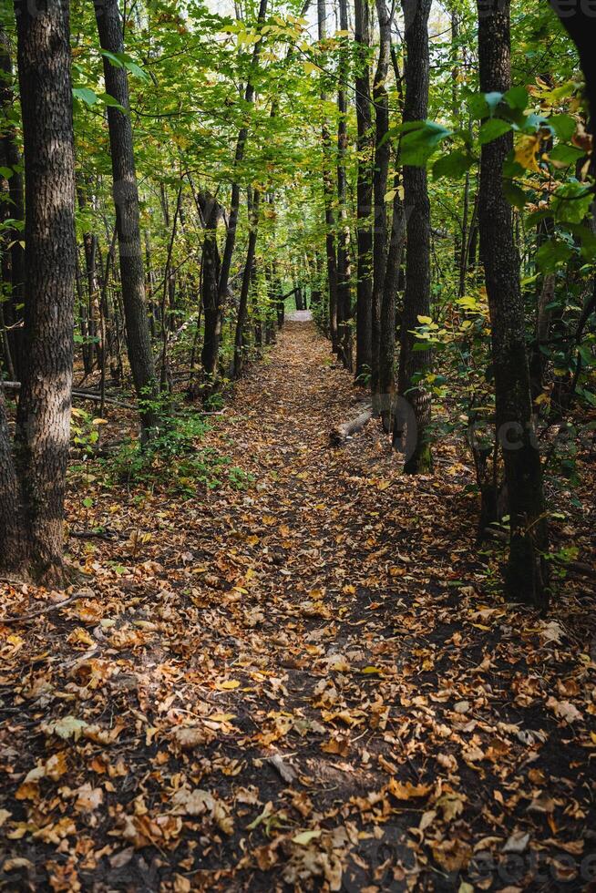 A path in the woods with leaves on the ground photo