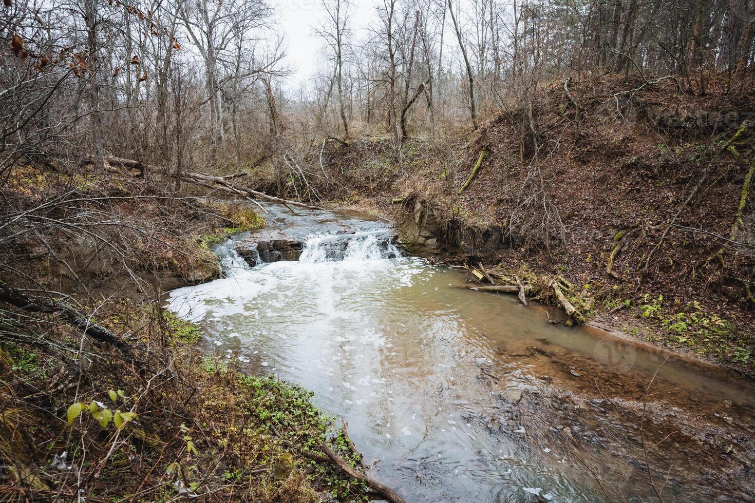 There exists a charming and small stream that gracefully winds its way through the heart of a lush and vibrant forest, surrounded by trees, grass, and an array of natural beauty photo