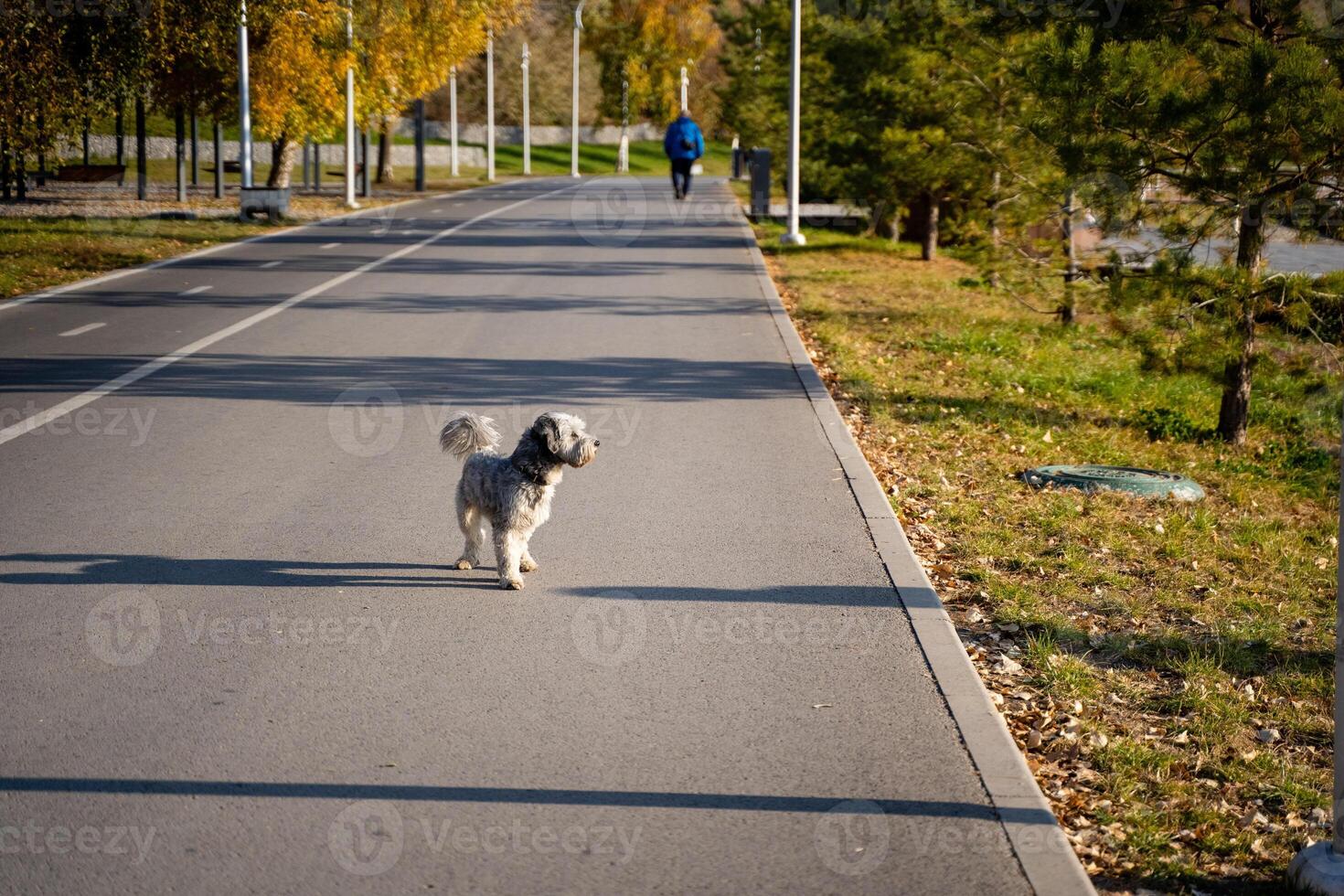 A cheerful dog is joyfully walking along a winding road while a person can be spotted in the background, relishing their quality time together in this delightful outdoor setting photo