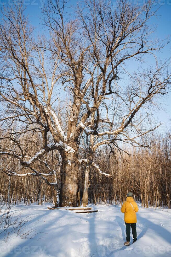 A person wearing a bright yellow jacket is standing in the snow that has accumulated in front of a tall and beautiful tree, surrounded by a wintery landscape blanketed in white photo
