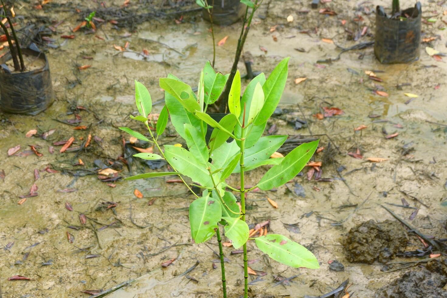 A small tree growing in a muddy area photo