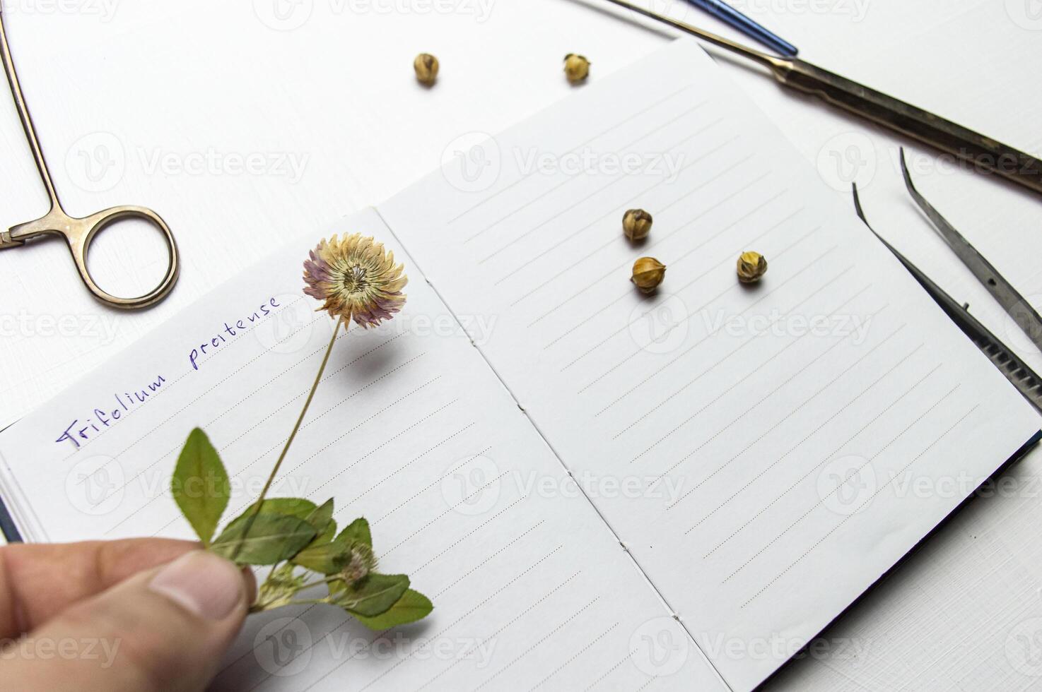 the desk of a botanical biologist and the study of the herbarium of plant species. a dried flower on a white background and the name in Latin. High quality photo