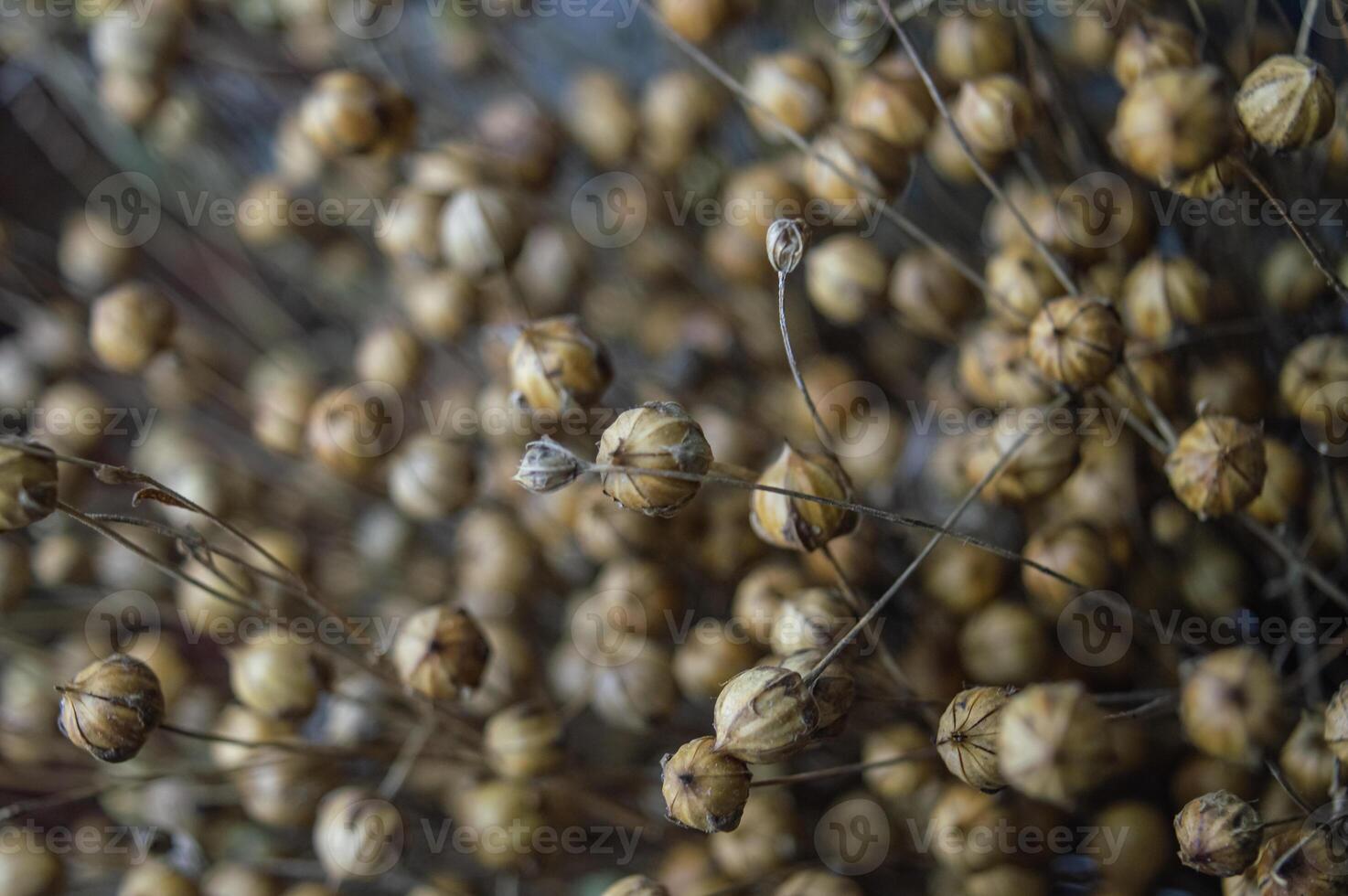 a solid background of dried flax seed pods. The full frame is filled with dry plants. High quality photo