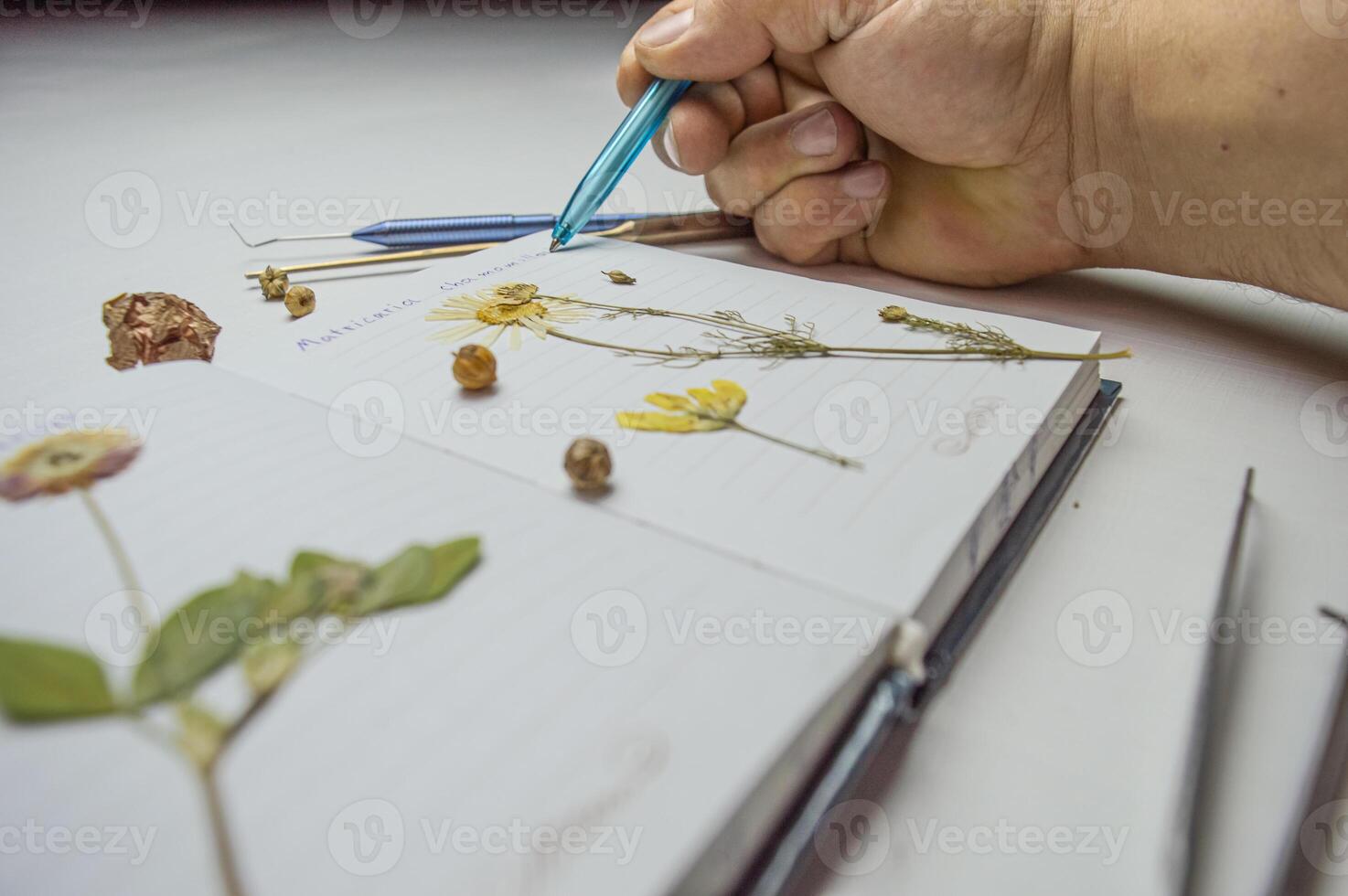 the desk of a botanical biologist and the study of the herbarium of plant species. a dried flower on a white background and the name in Latin. High quality photo