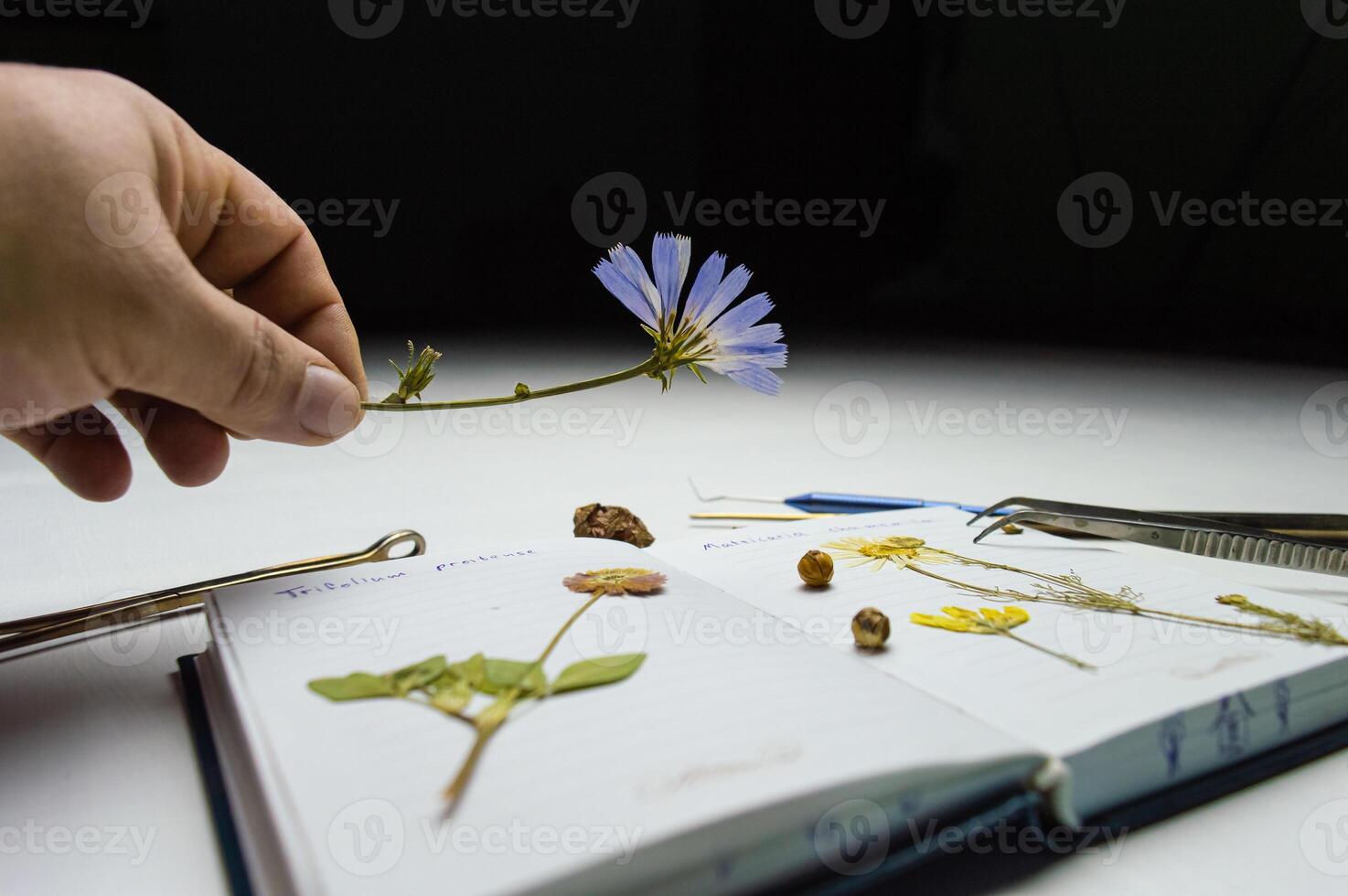 the desk of a botanical biologist and the study of the herbarium of plant species. a dried flower on a white background and the name in Latin. High quality photo