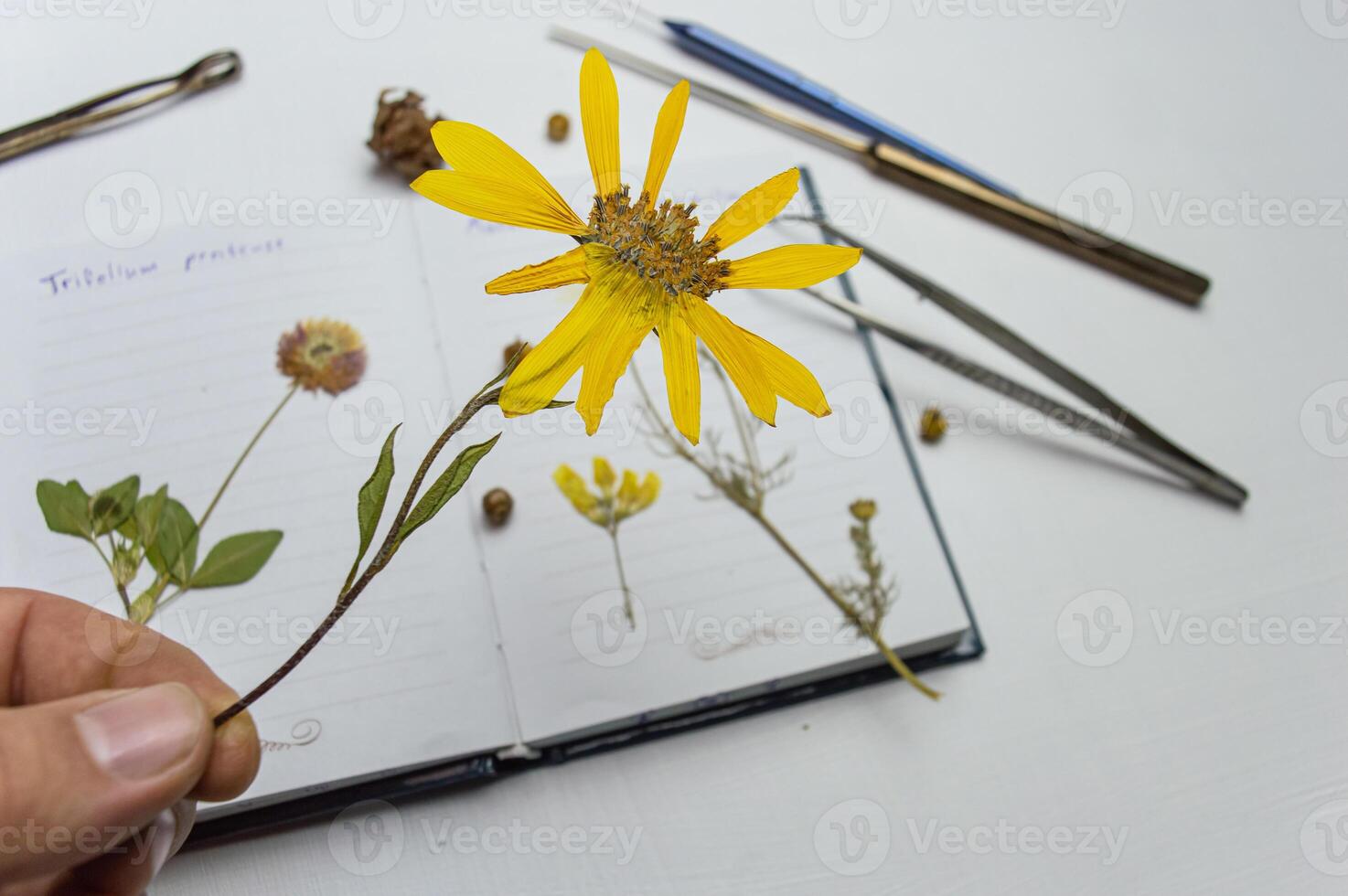 a desktop with a notebook and a herbarium of various plants and seeds. Occupation of storing sketches and other biological experiments and studies of plant and flower species. High quality photo