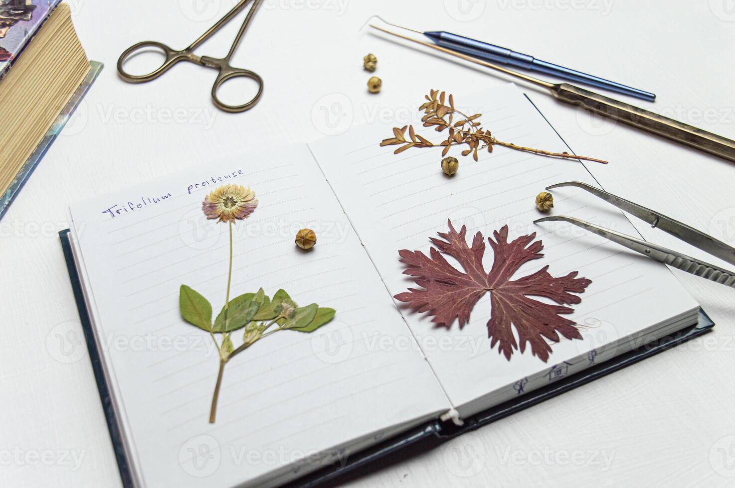 a desktop with a notebook and a herbarium of various plants and seeds. Occupation of storing sketches and other biological experiments and studies of plant and flower species. High quality photo