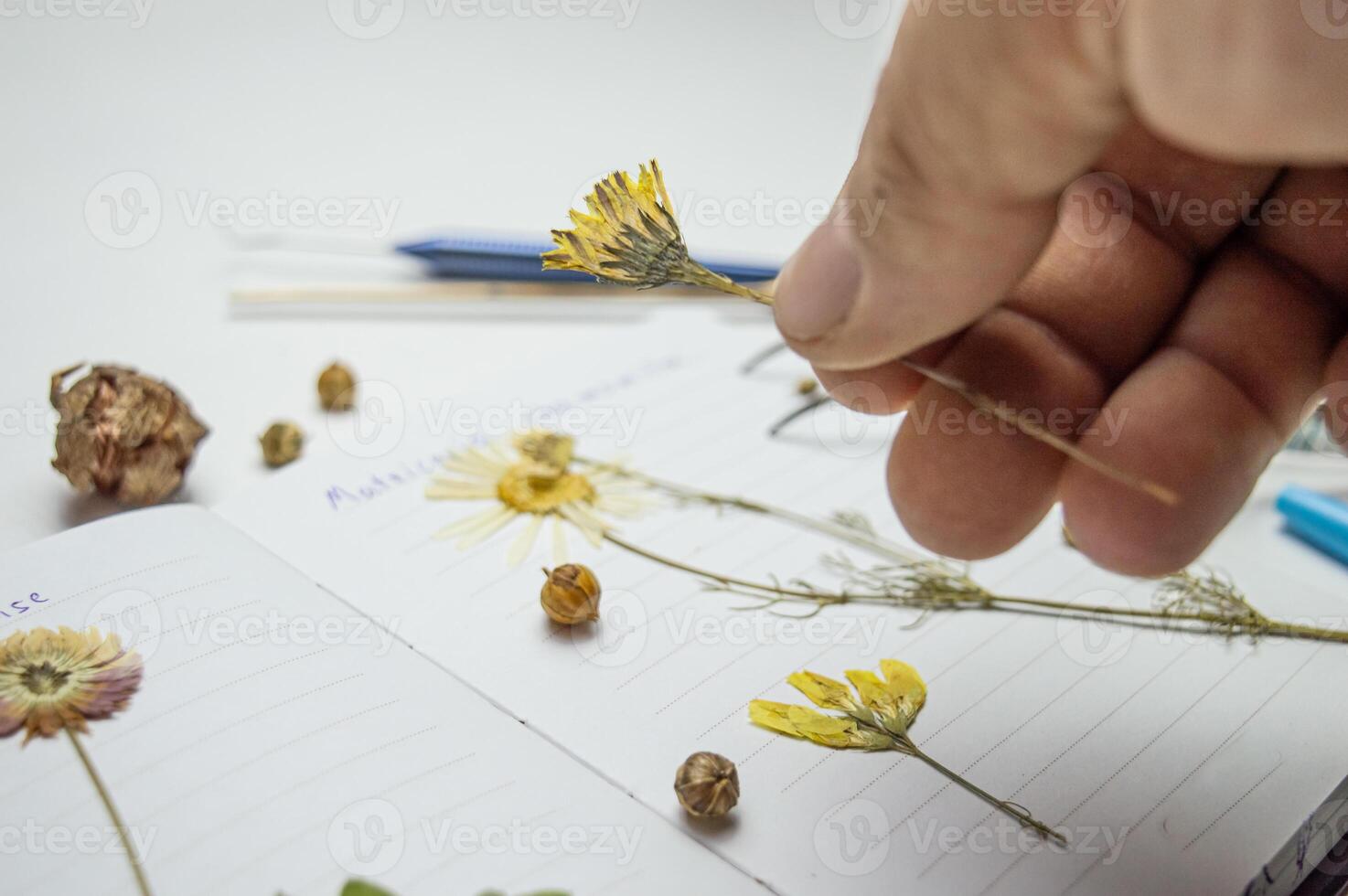 the desk of a botanical biologist and the study of the herbarium of plant species. a dried flower on a white background and the name in Latin. High quality photo