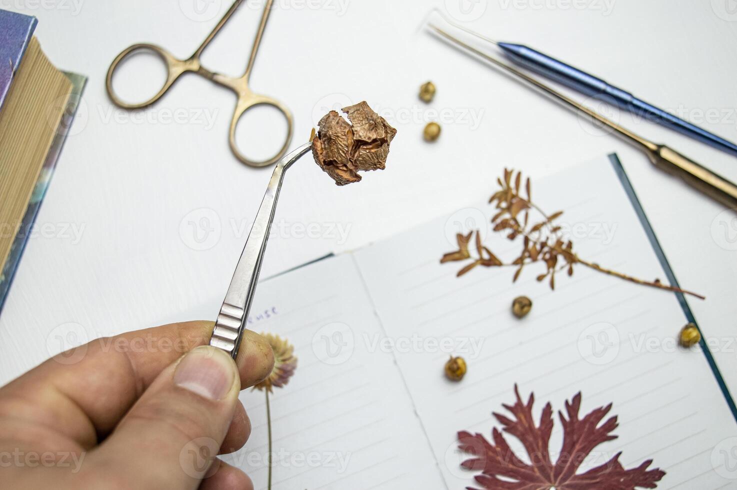 the desk of a botanical biologist and the study of the herbarium of plant species. a dried flower on a white background and the name in Latin. High quality photo