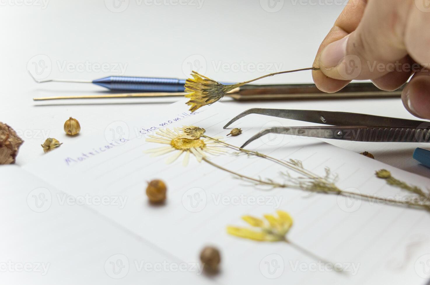 a desktop with a notebook and a herbarium of various plants and seeds. Occupation of storing sketches and other biological experiments and studies of plant and flower species. High quality photo