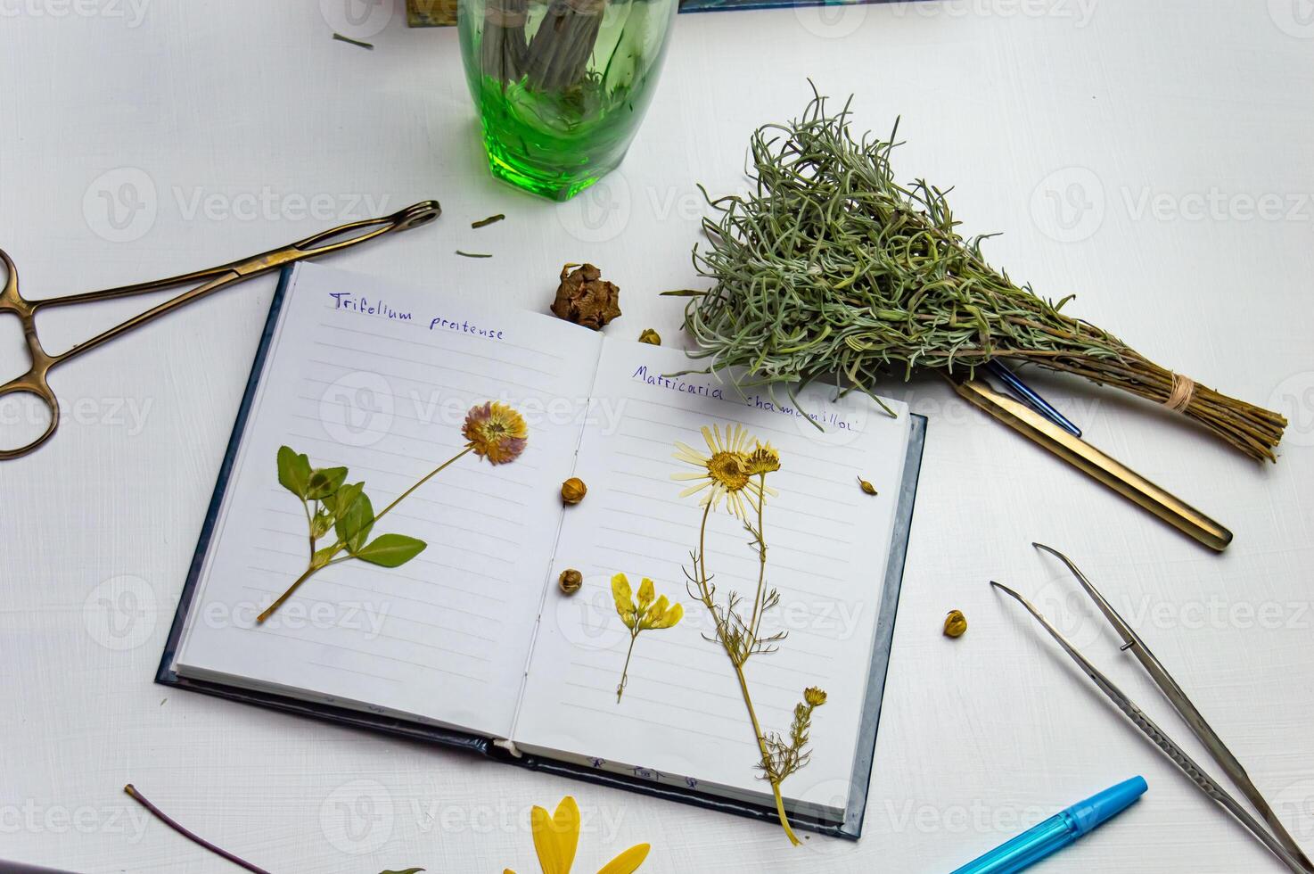 a desktop with a notebook and a herbarium of various plants and seeds. Occupation of storing sketches and other biological experiments and studies of plant and flower species. High quality photo