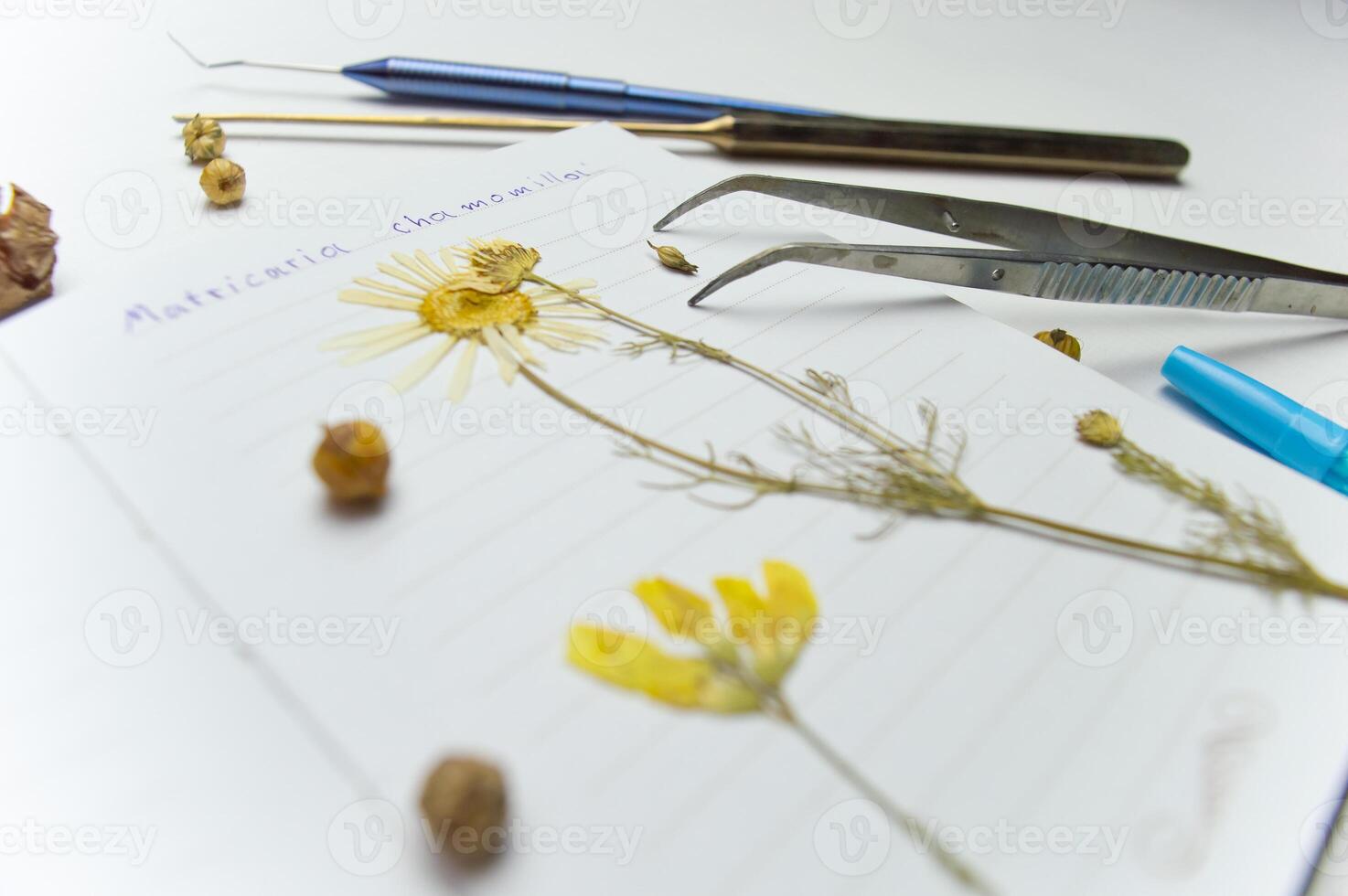 a desktop with a notebook and a herbarium of various plants and seeds. Occupation of storing sketches and other biological experiments and studies of plant and flower species. High quality photo