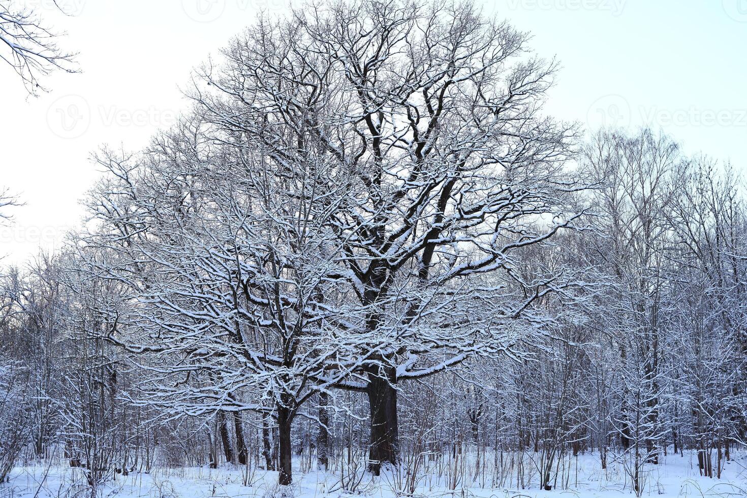 A Serene SnowCovered Tree Standing Majestically in the Perfect Winter Wonderland Scene photo