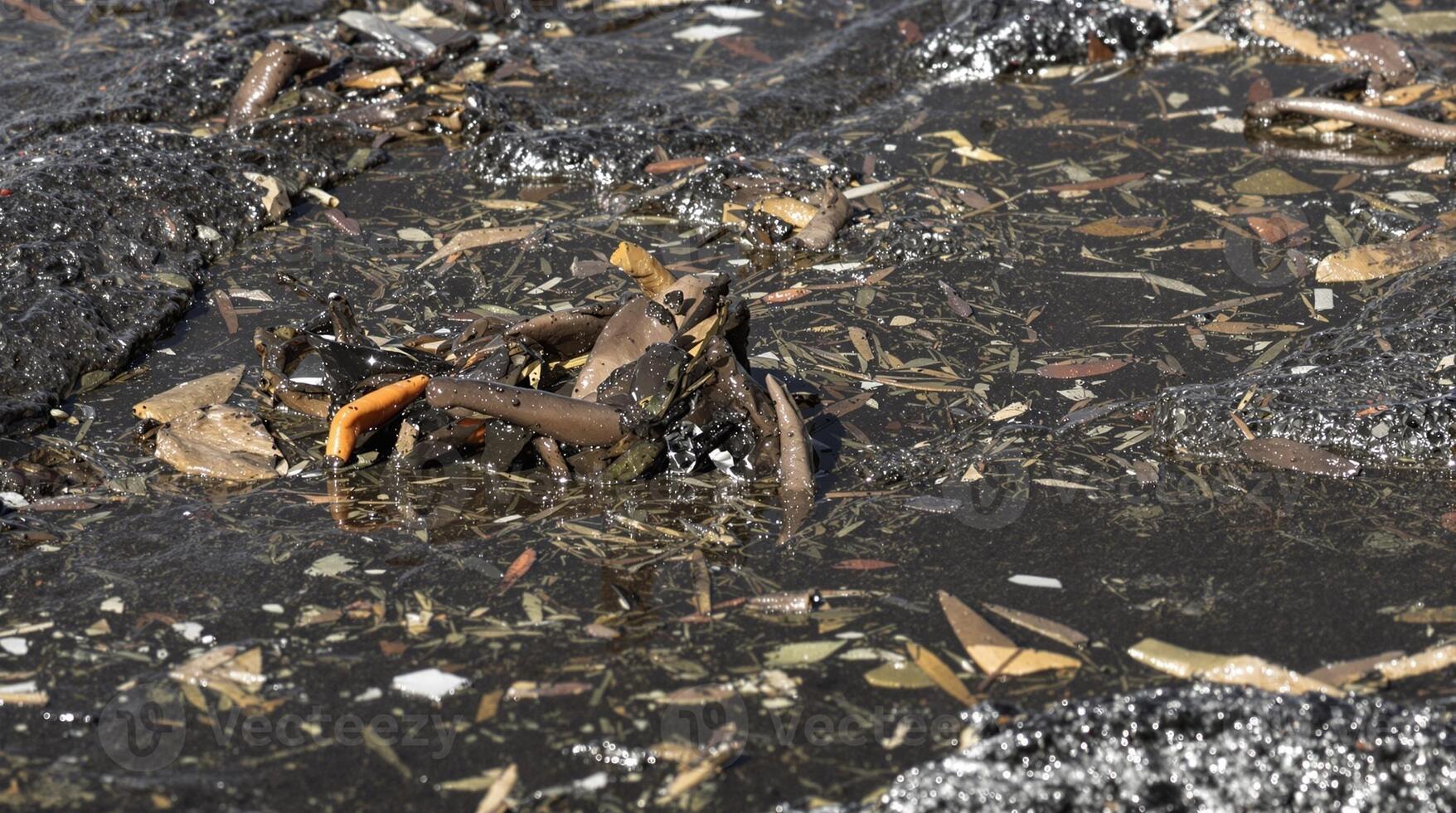 A Waterway Filled with Pollutants, Debris, and Excessive Algae Growth is Observed photo