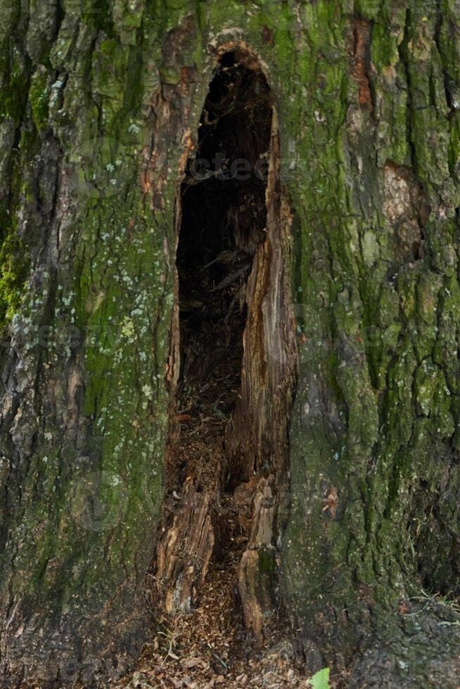 A Hollowed Tree Trunk Showcasing a Mossy Texture That Exists in the Beautiful Nature photo