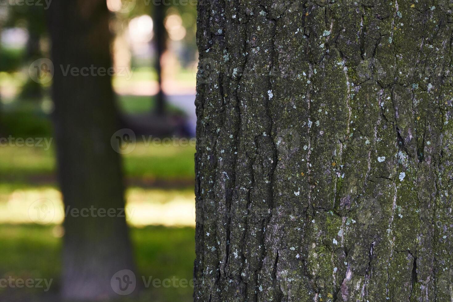 Closeup of tree bark shows intricate textures with a blurred serene park background photo