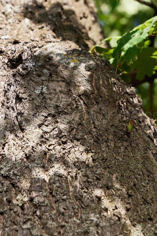 A Detailed CloseUp of Textured Tree Bark Surrounded by Lush Greenery and Natures Beauty photo