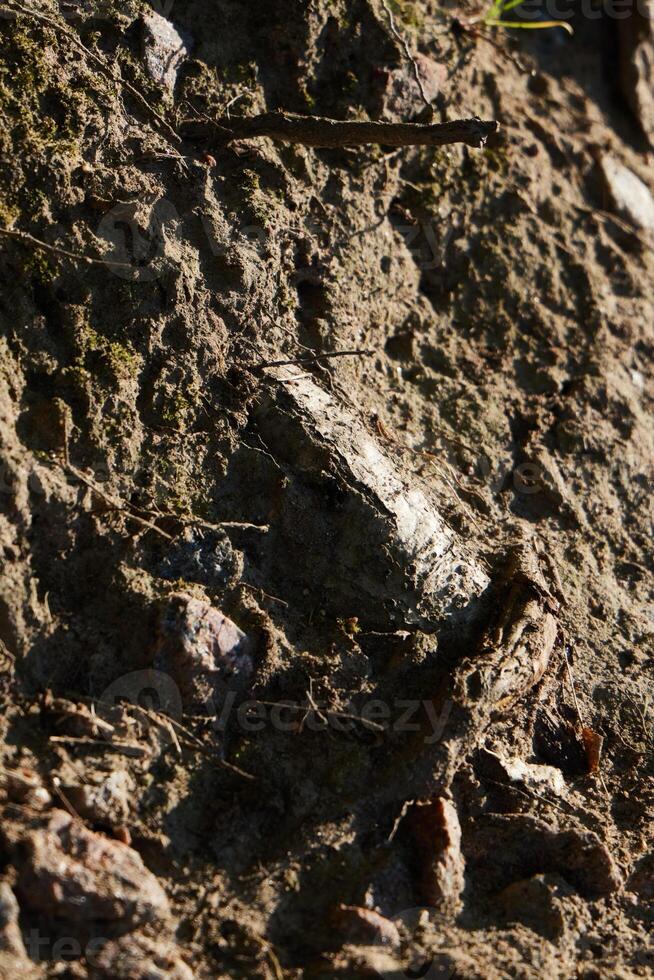 The Textured Earth and Beautiful Natural Materials Found in an Outdoor Setting Environment photo