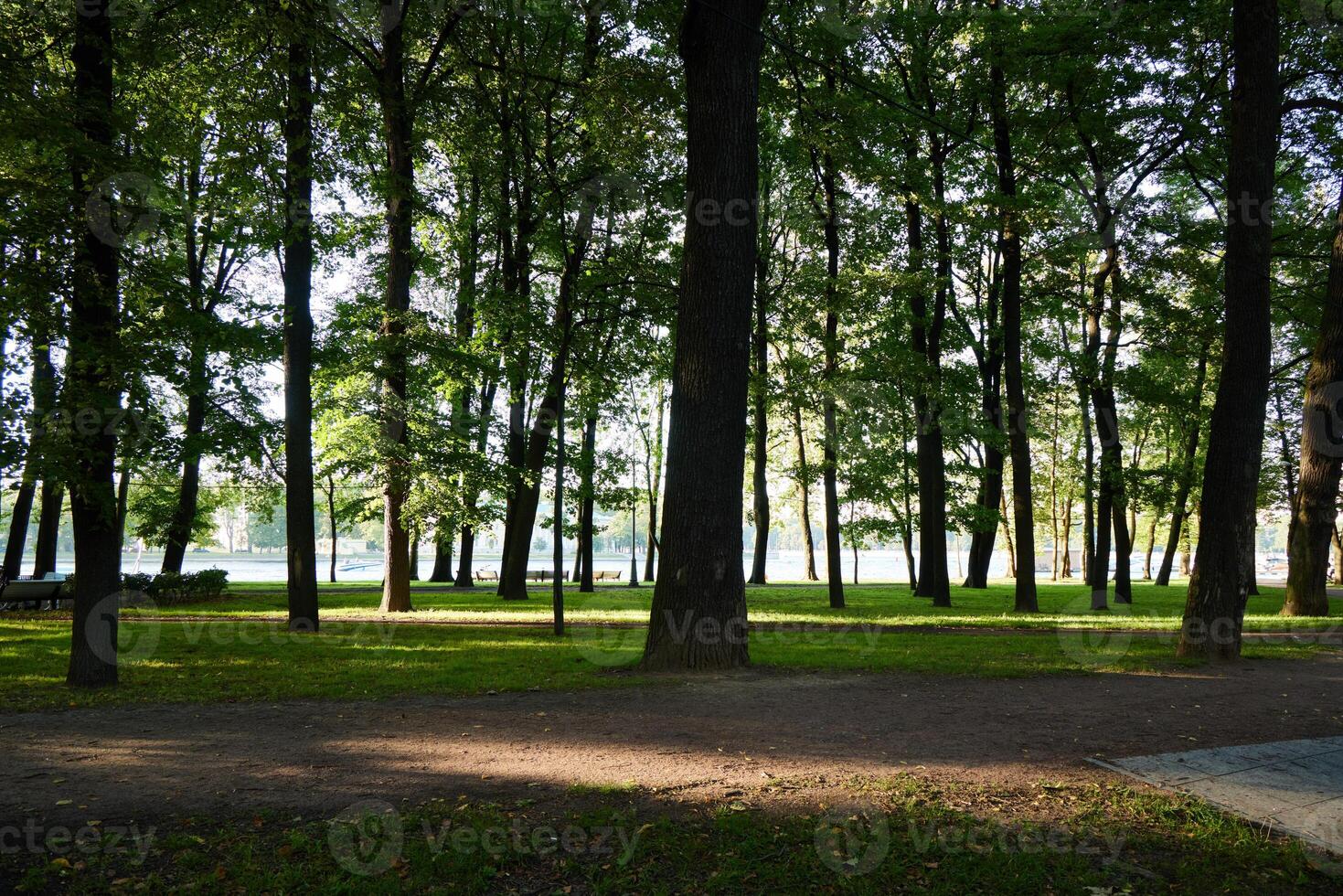 A Beautiful and Serene Forest Scene with Sunlight Filtering Softly Through the Trees photo
