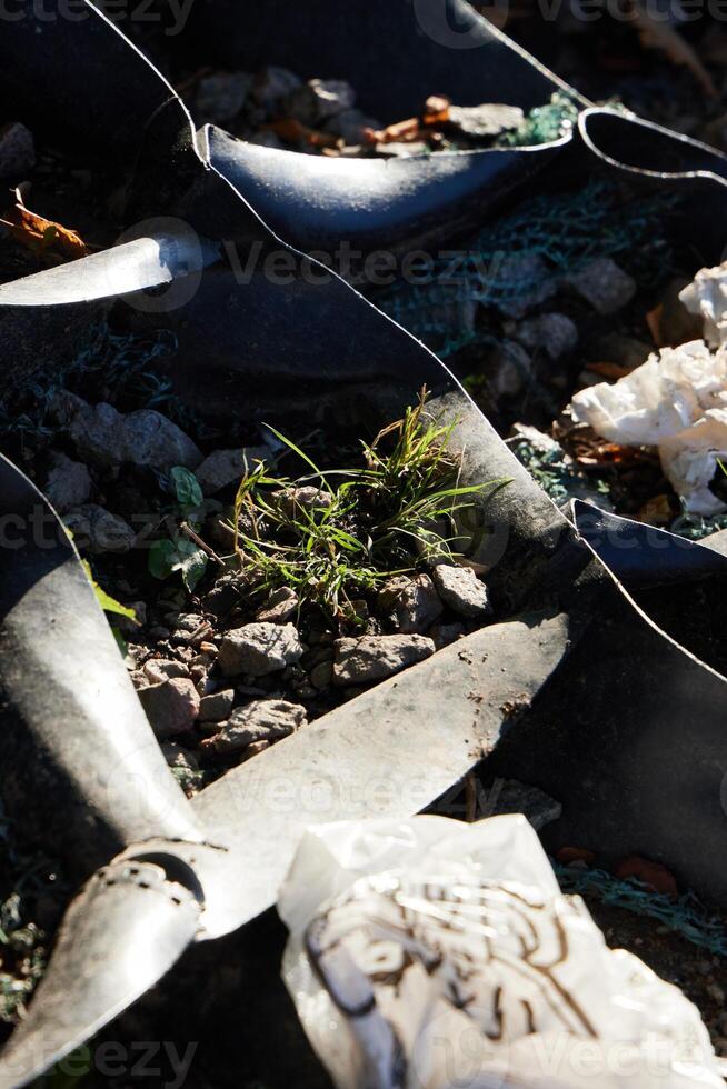 The remarkable resilience of nature thrives amidst the urban materials that surround us photo