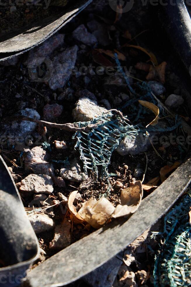 Natures Resilience A Unique Encounter with Reclaimed Materials from Urban Landscapes photo