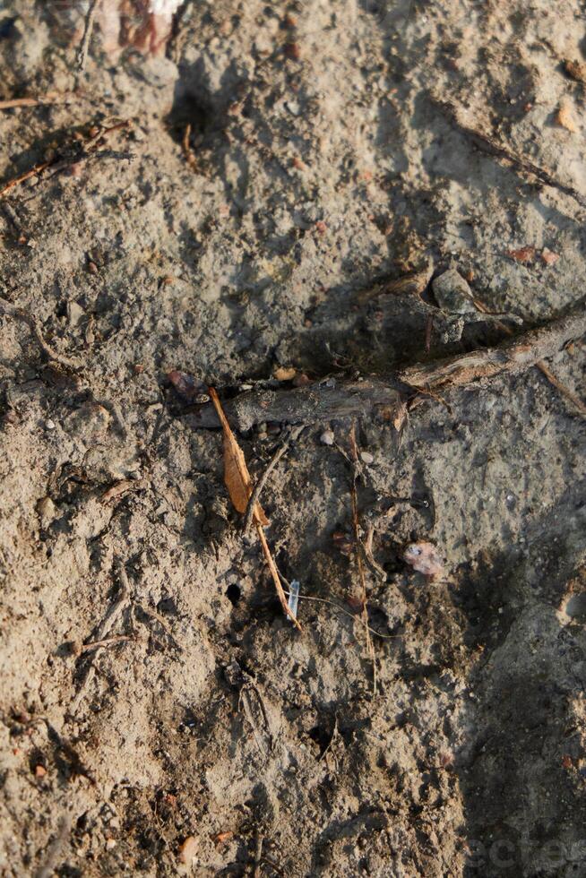 Exploring Natures Ground The Essential Connections of Soil, Roots, and Organic Materials photo