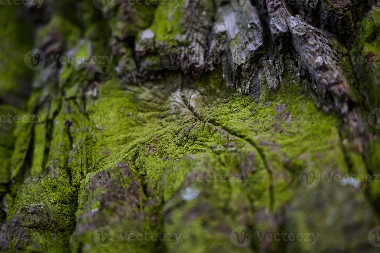 Photograph of Textured Tree Bark Beautifully Covered in Soft Green Moss and Lichens photo