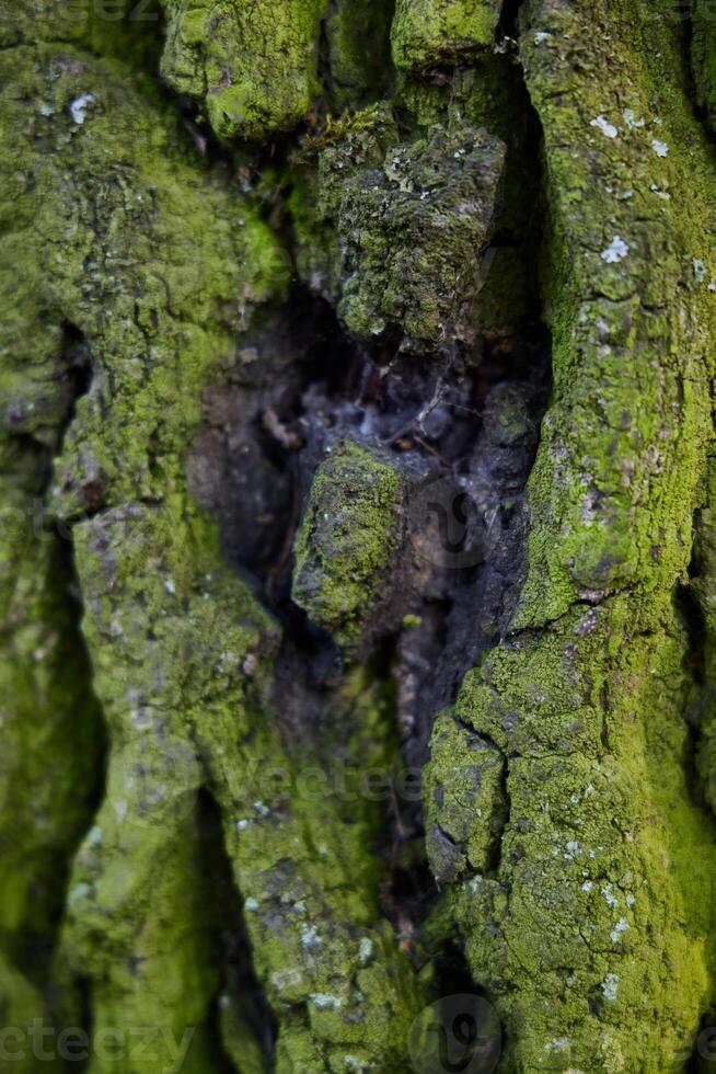 A closeup view of intricately textured tree bark adorned with vibrant green moss photo
